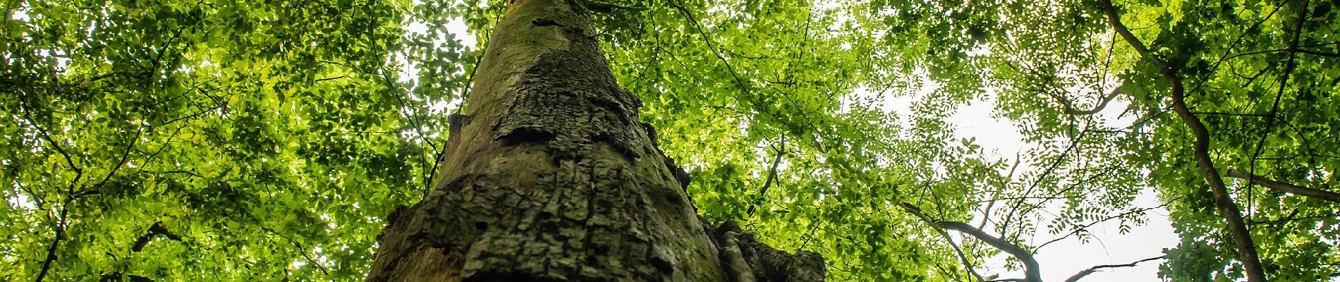 Randonnée A pied Östringen - Hügelweg Odenheim - Photo