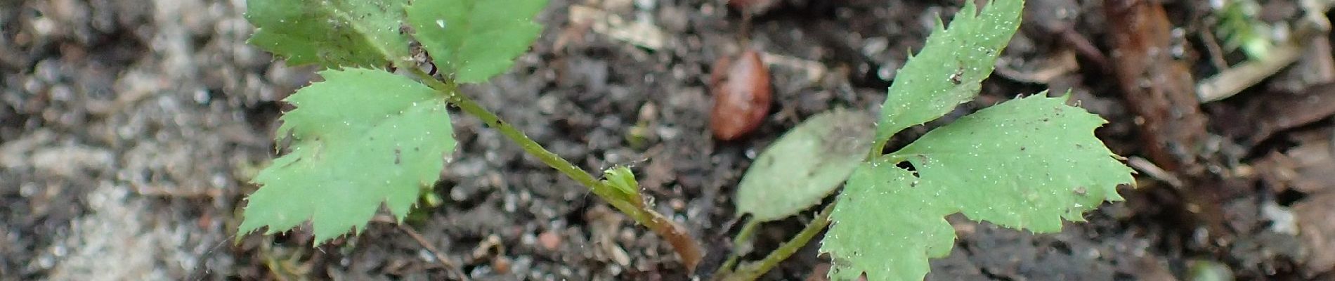 Randonnée A pied Skrzeszewo - Żukowska Droga św. Jakuba - Photo