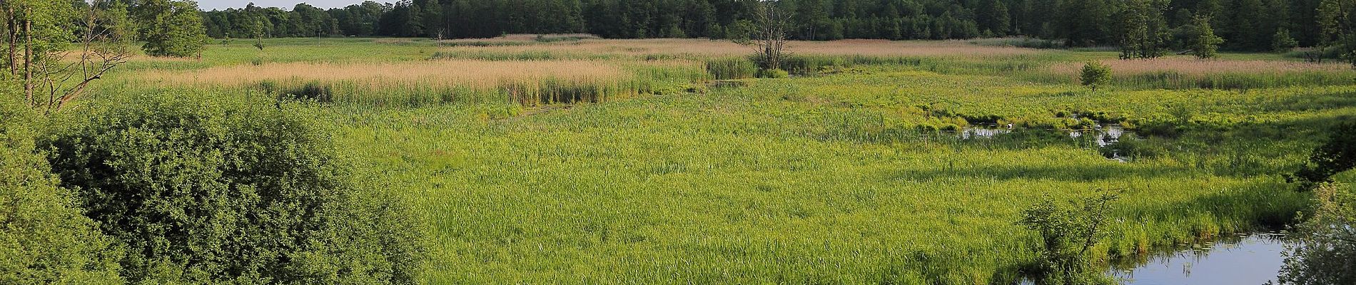 Randonnée A pied Schlepzig - Naturlehrpfad Buchenhain - Photo