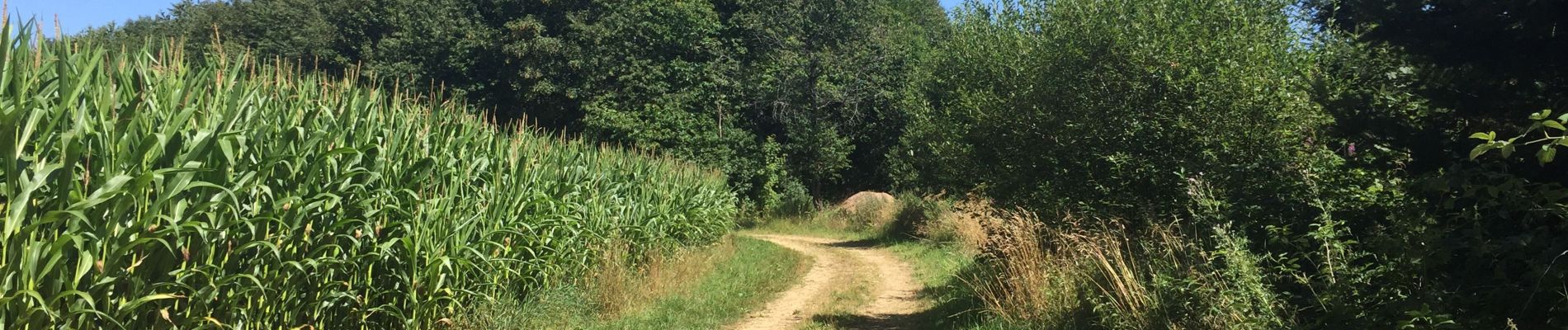 Tour Wandern Tintigny - La Rando du Bian: Autour de Lahage ( variante)  - Photo