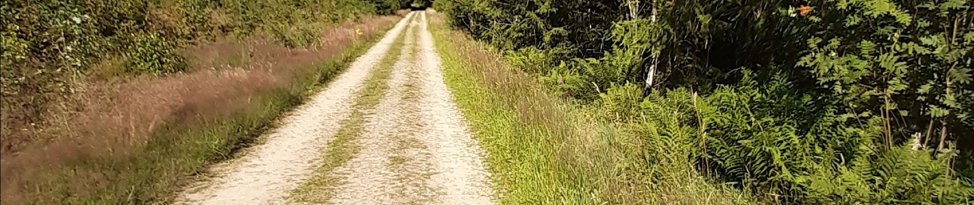 Tocht Stappen Sankt Vith - Rodt petite escapade en Ostbelgien - Photo