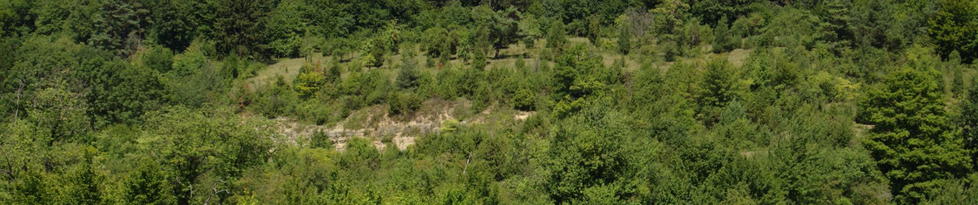 Tour Zu Fuß Steinau an der Straße - Steinau a. d. Straße, Wanderweg 5 - Photo