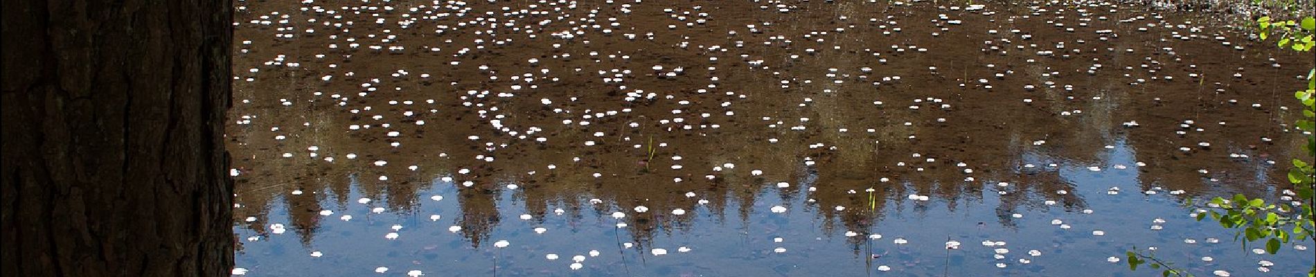 Percorso A piedi Sconosciuto - Vättlestugan Röd - Photo