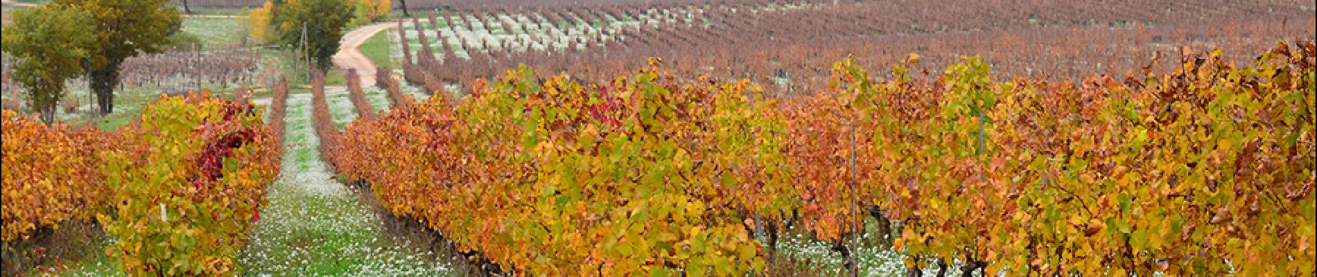 Randonnée Marche Les Arcs-sur-Argens - Chemin de Compostelle de Abbaye Celle Roubaud à Lorgues par Ermitage St Ferréol - Photo