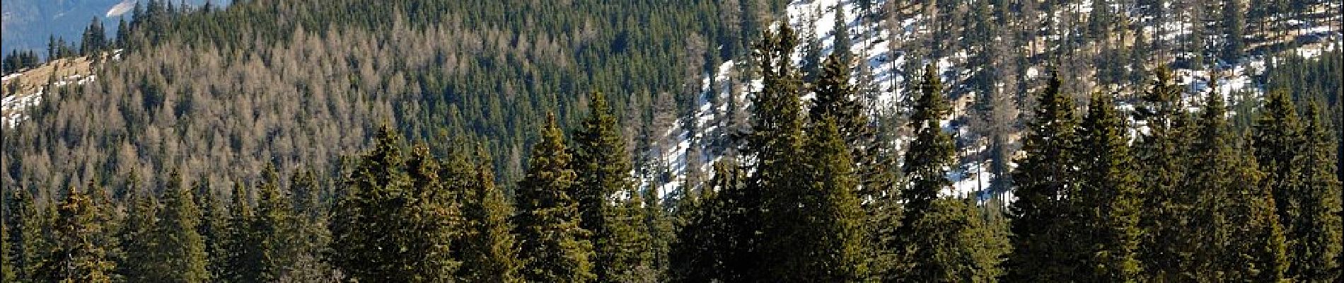 Tocht Te voet Gemeinde Spital am Semmering - Steinhaus - Kampalpe - Photo