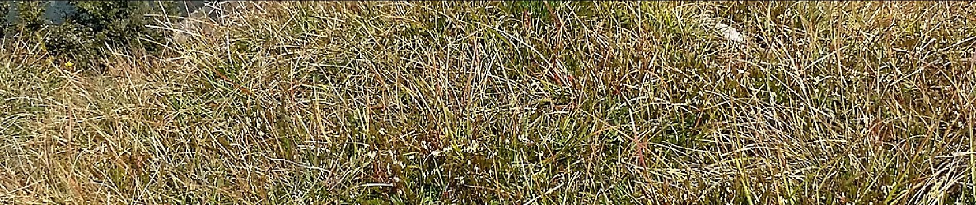 Percorso A piedi Valli del Pasubio - Colletto di Posina - Monte Rione - Photo