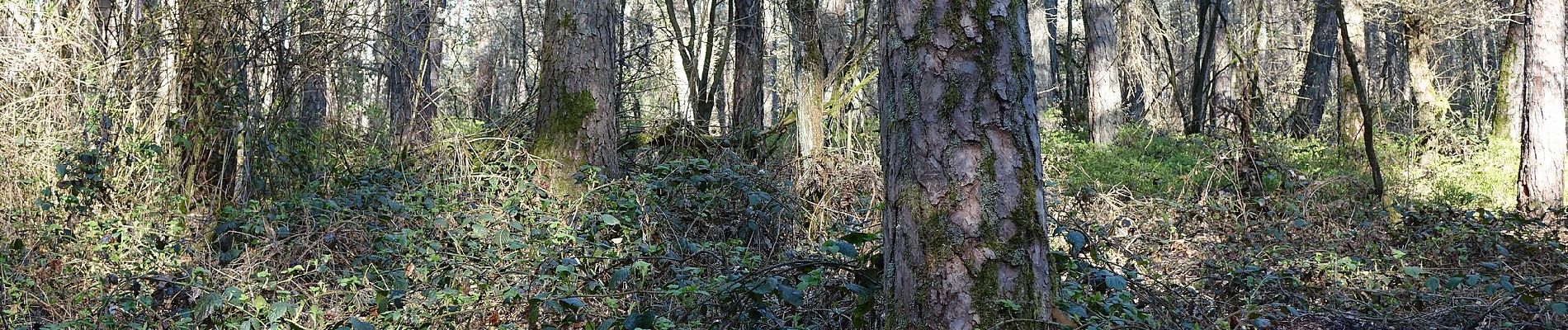 Percorso A piedi Dormitzer Forst - Wanderweg Rund um Unterschöllenbach - Photo