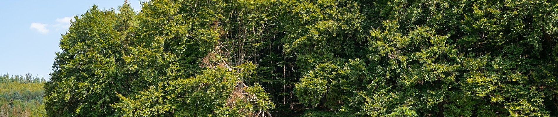 Tour Zu Fuß Warburg - Rundwanderweg 