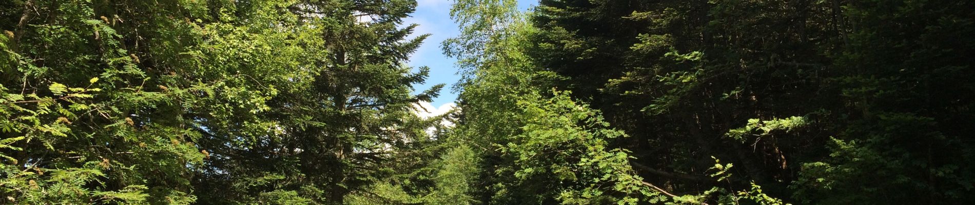 Trail Walking Bossòst - Col du portillon pic d’aubas et d’arbres - Photo