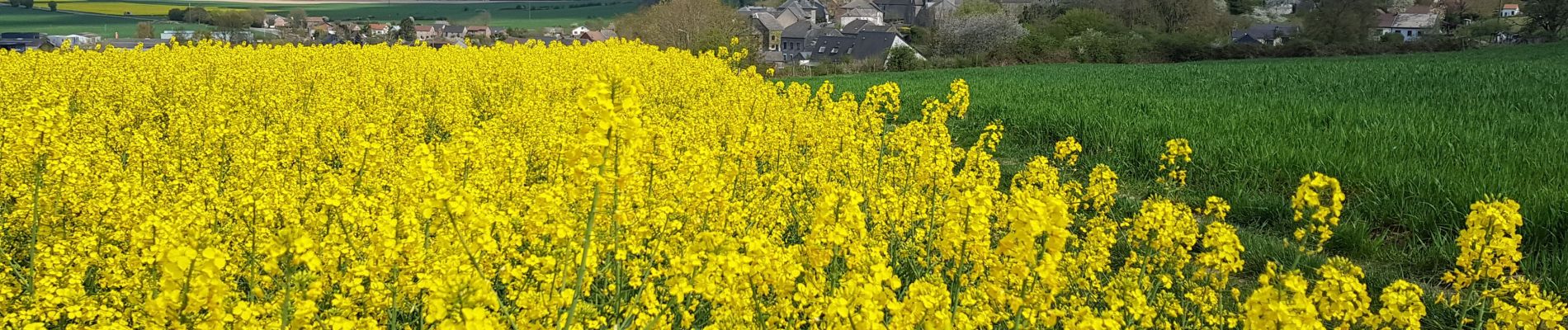 Tour Mountainbike Walcourt - Balade dans l'entité de Walcourt  - Photo