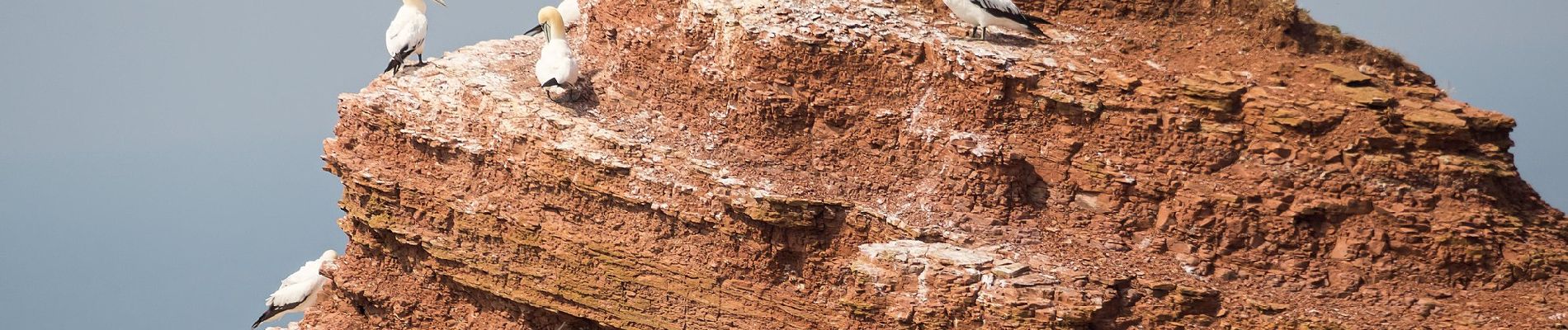 Randonnée A pied Helgoland - Naturpfad - Photo