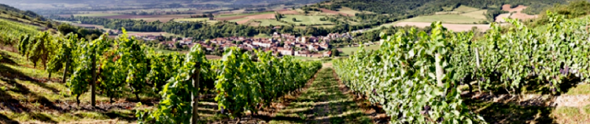 Randonnée Marche Villeneuve - Villeneuve_Chateaux_Bacchus - Photo