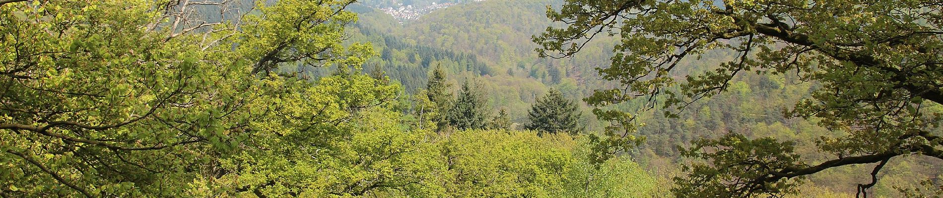 Percorso A piedi Schriesheim - Rundwanderweg Großer Stein 1: Talweg 