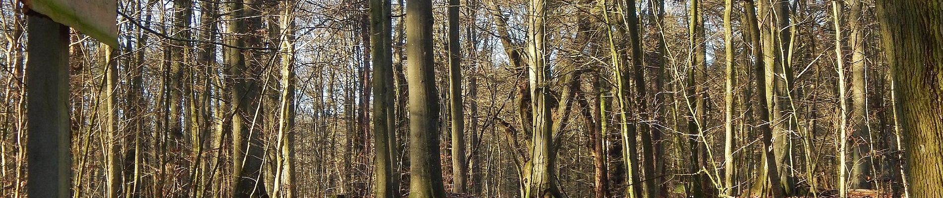 Randonnée A pied Eutin - Dodauer Forst-Route - Lang - Photo