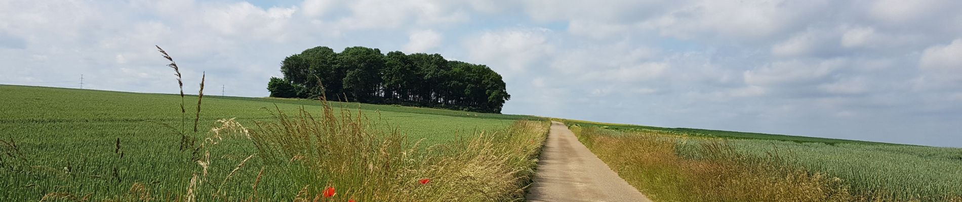 Trail Walking Liège - Rocourt - Sluizen - Vreren - Rocourt  - Photo