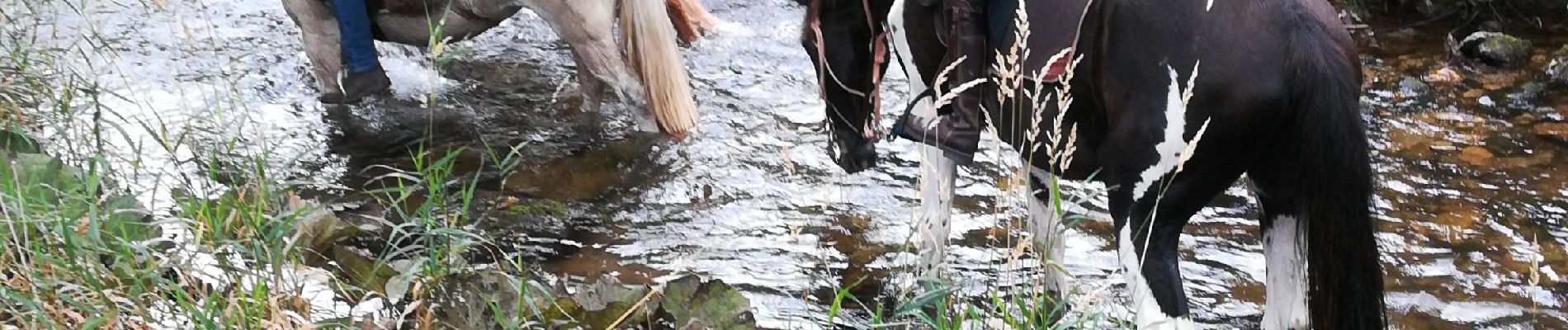 Tour Reiten Plainfaing - Acpl plainfaing le groube  - Photo