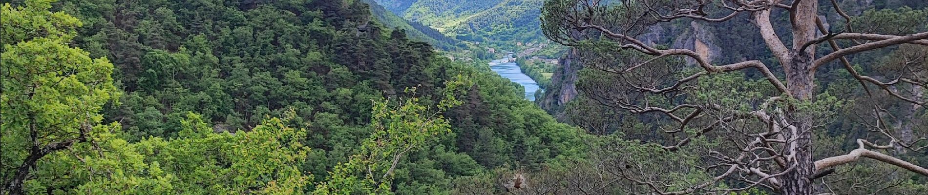 Tocht Stappen Gorges du Tarn Causses - les vignes  - Photo