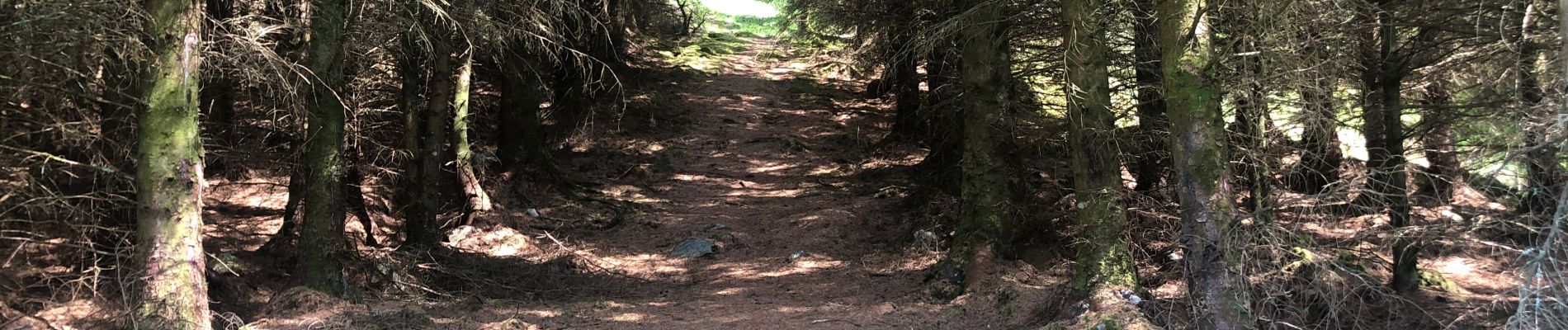Trail Walking Unknown - Ecosse parc naturel de Duror - Photo