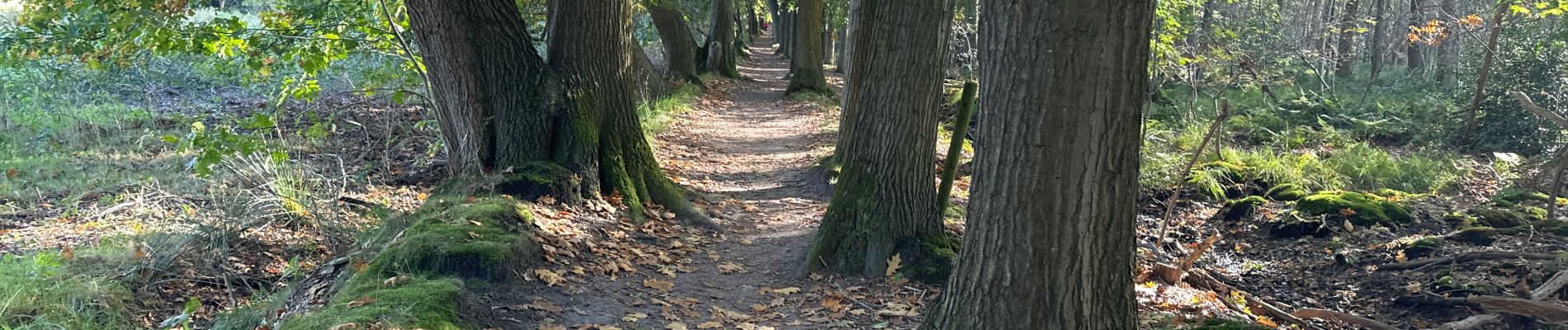 Trail Walking Loon op Zand - Loonse Park Roestelberg 22,8 km - Photo