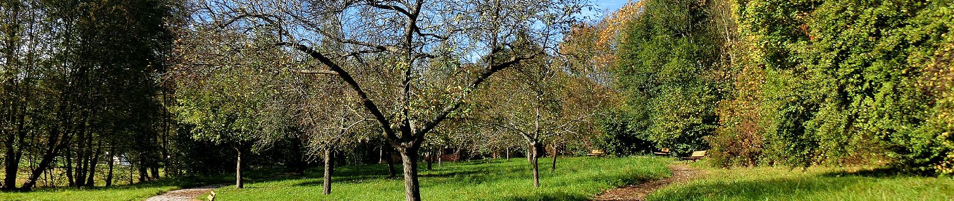 Randonnée A pied Glashütten - Glashütten Salzlecken-Rundweg - Photo