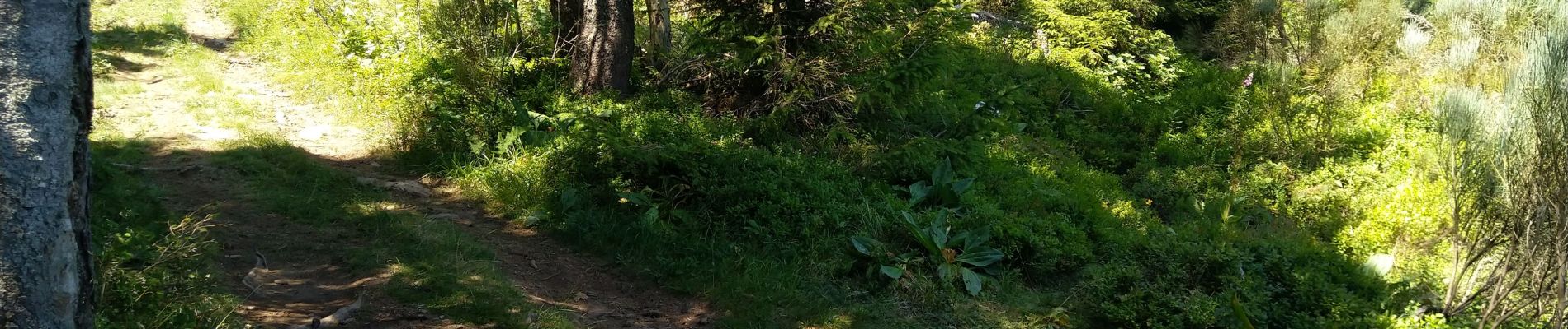 Tocht Stappen Borée - les Suc de Bonnefoy - Photo