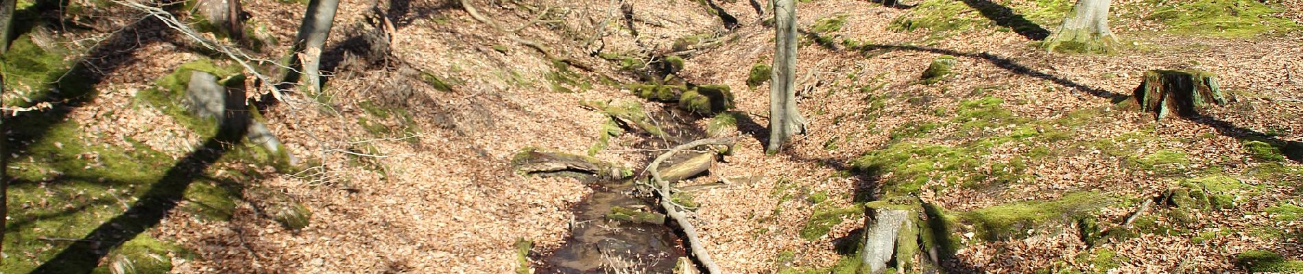 Tocht Te voet Rodenbach - Rodenbach - Rundwanderweg Fuchs - Photo