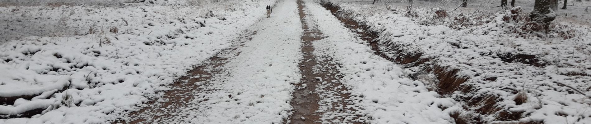 Tocht Stappen Baelen - hestreux 12 km - Photo