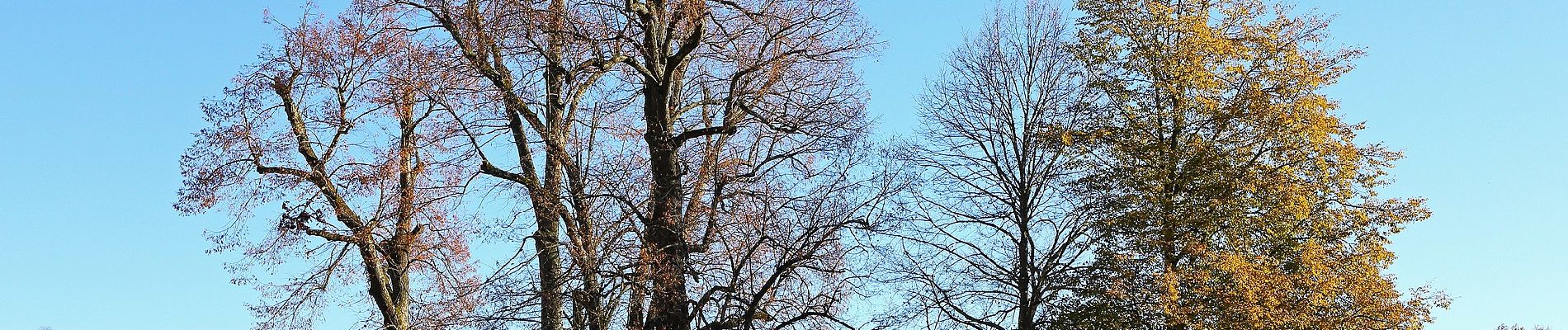 Randonnée A pied Gemeinde Zwettl-Niederösterreich - Schloß Rosenau Rundwanderweg - Photo