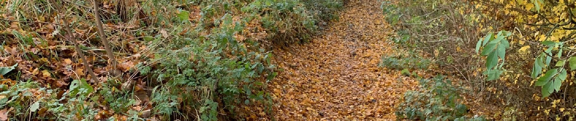 Tocht Stappen Namen - Namur Marche - Photo