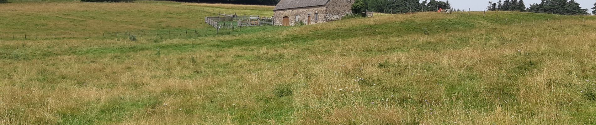 Tocht Stappen Allanche - balade autour d'Allanche - Photo