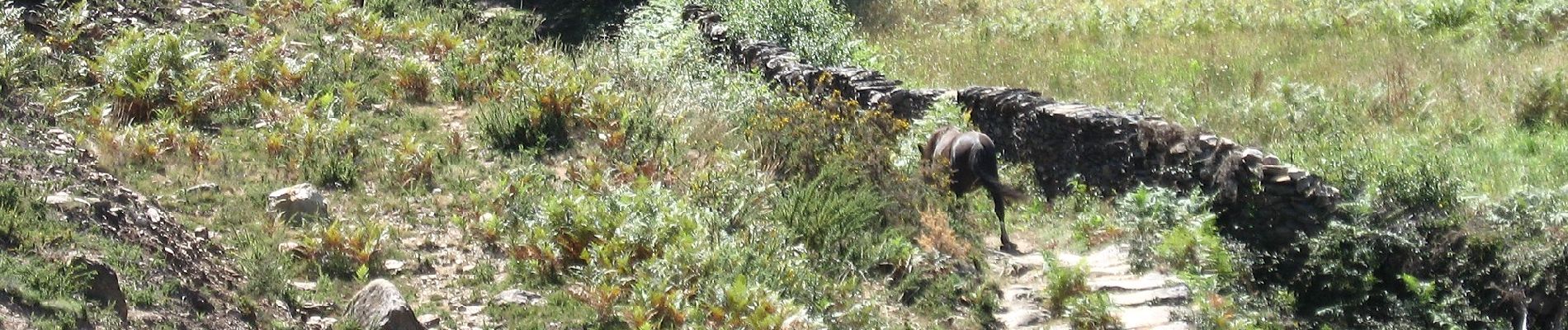 Percorso A piedi Arga (Baixo, Cima e São João) - Trilho da Pedra Alçada - Photo