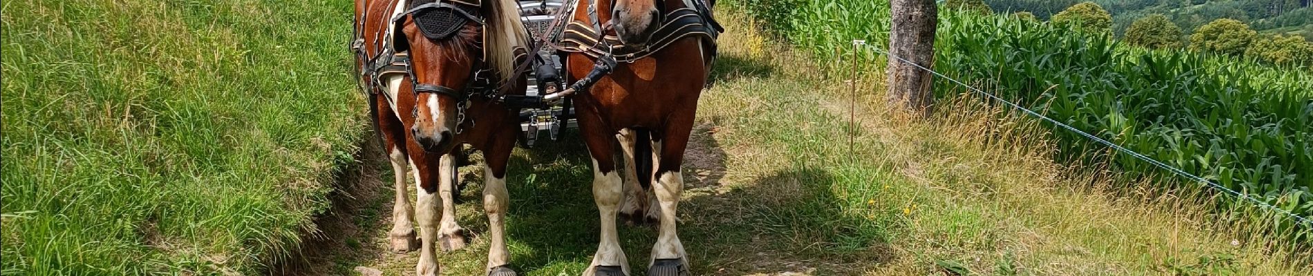 Tour Reiten Les Salles - la Plagne  - Photo