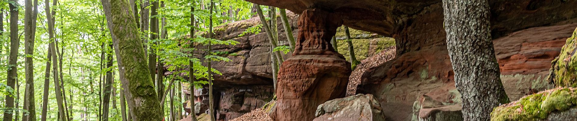 Tocht Te voet Dahn - Hohle Felsen-Tour - Photo