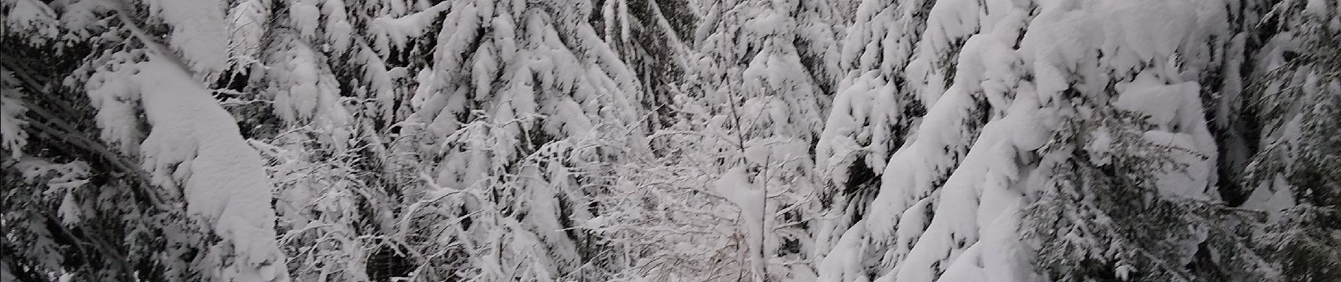 Tocht Ski randonnée Vagney - haut du tot - Photo