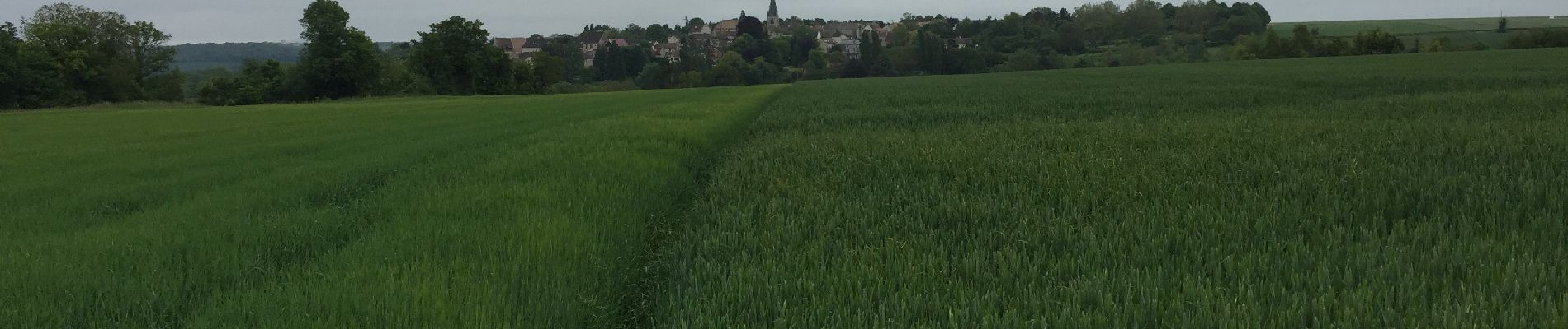 Tour Wandern Mareil-sur-Mauldre - Mareil sur Mauldre à Neauphle le vieux  - Photo