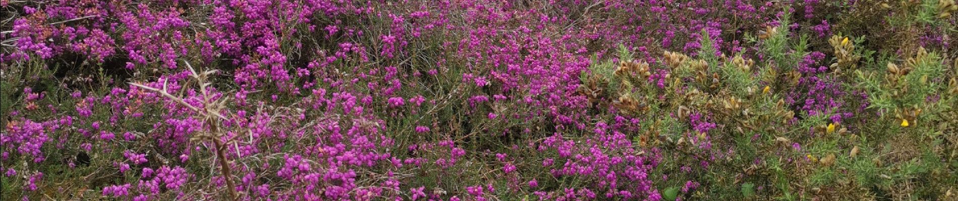 Tour Wandern Plobannalec-Lesconil - erreur - Photo