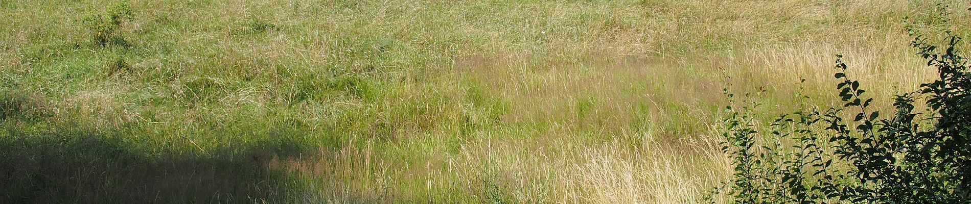 Percorso A piedi Eschede - Südheide 'Magische Orte längs des Weges' W20m (mittere Tour) - Photo