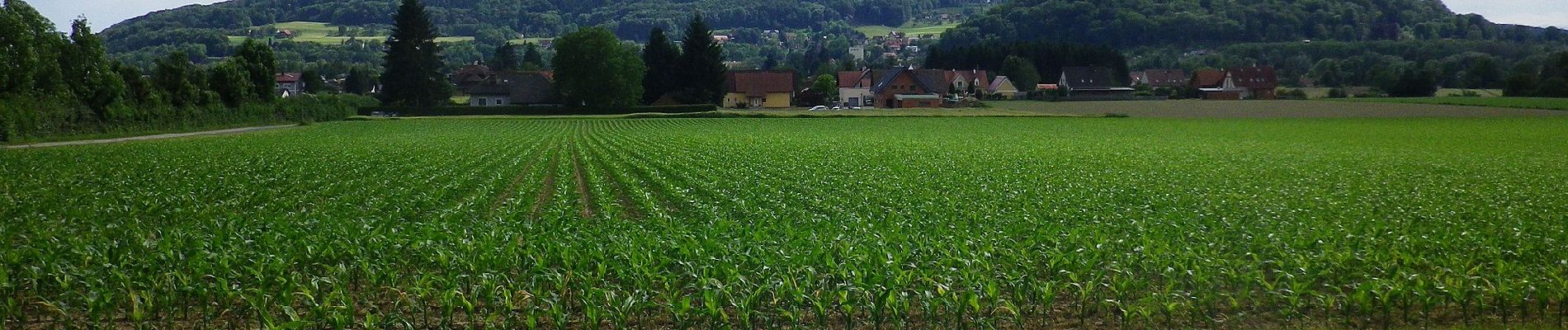 Tour Zu Fuß Wildon - Hengist Kulturwanderweg Stocking-Runde - Photo