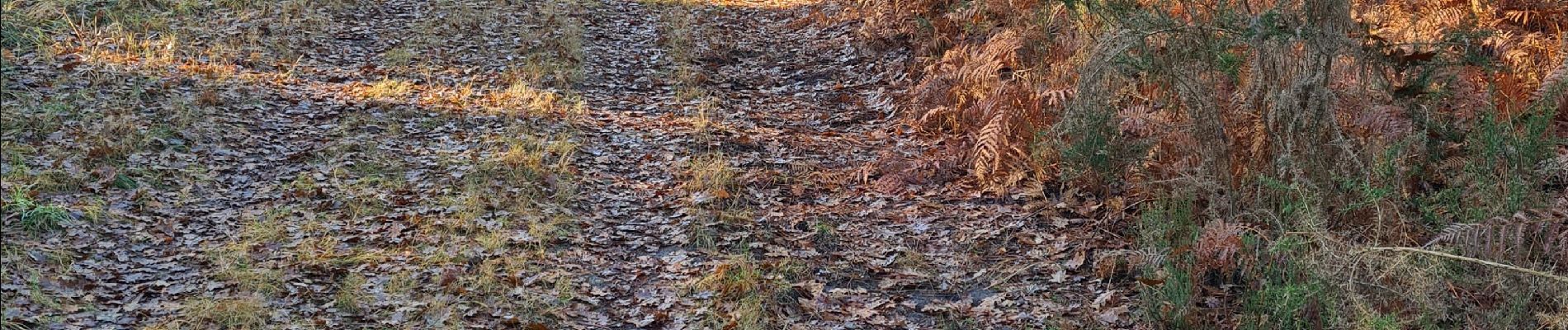 Tocht Noords wandelen Cestas -  Reco Pinoche 22/12/2021 - Photo