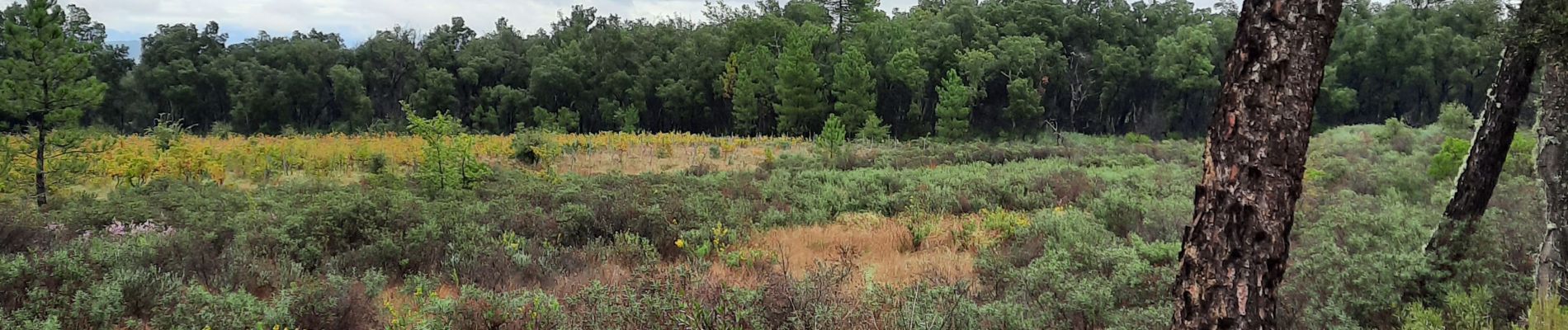 Trail Walking Le Cannet-des-Maures - Autour de 