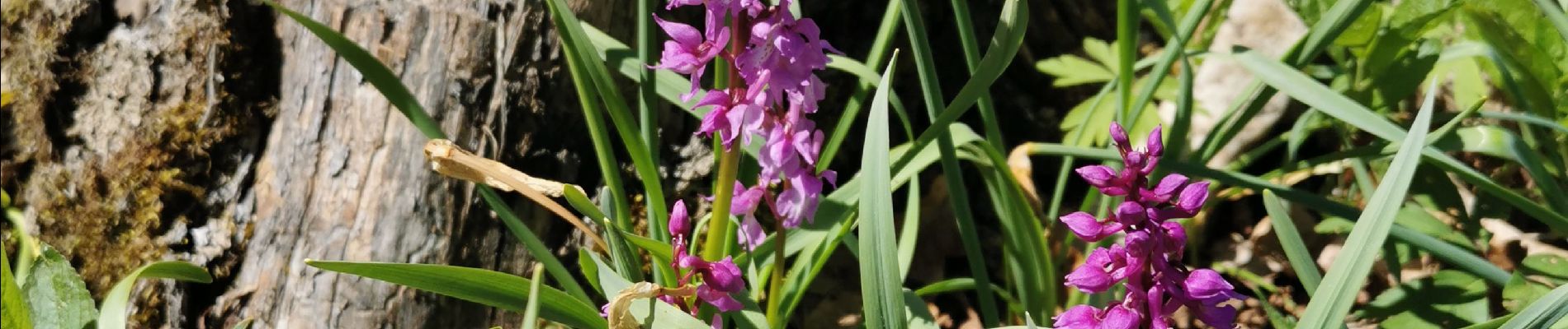 Tocht Stappen Nans - roches de Nans  - Photo