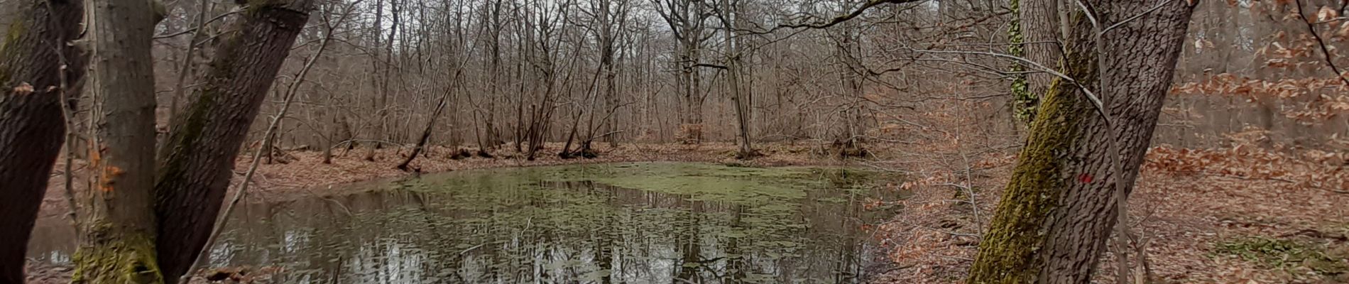 Tour Wandern Yerres - Leo Lagrange 12 km - Photo