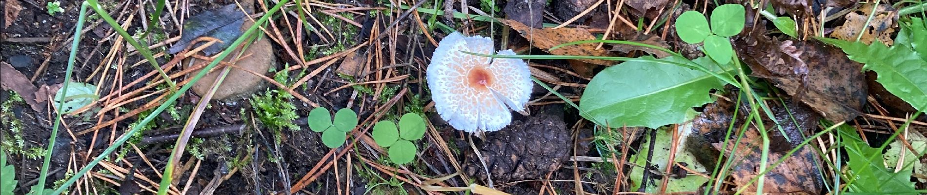 Tocht Stappen Kelmis - Trois bornes - Photo