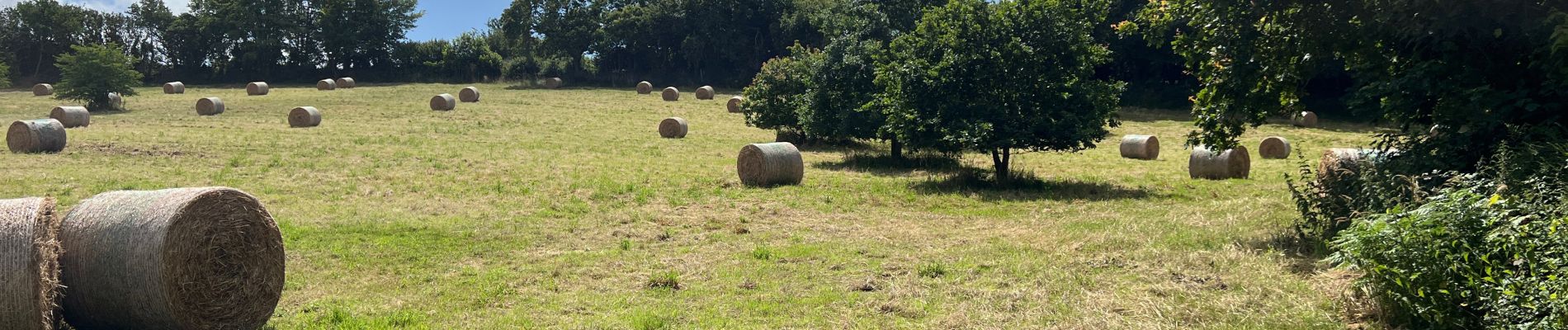 Tocht Stappen Guipavas - Boucle du Costour - Photo