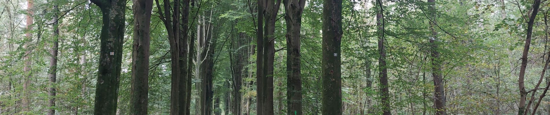 Randonnée Marche Lobbes - Bois... et encore bois ! - Photo