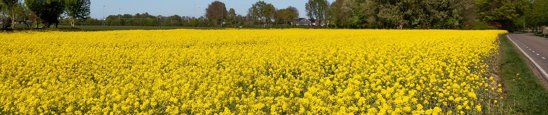 Percorso A piedi Montferland - Bekermark - Photo