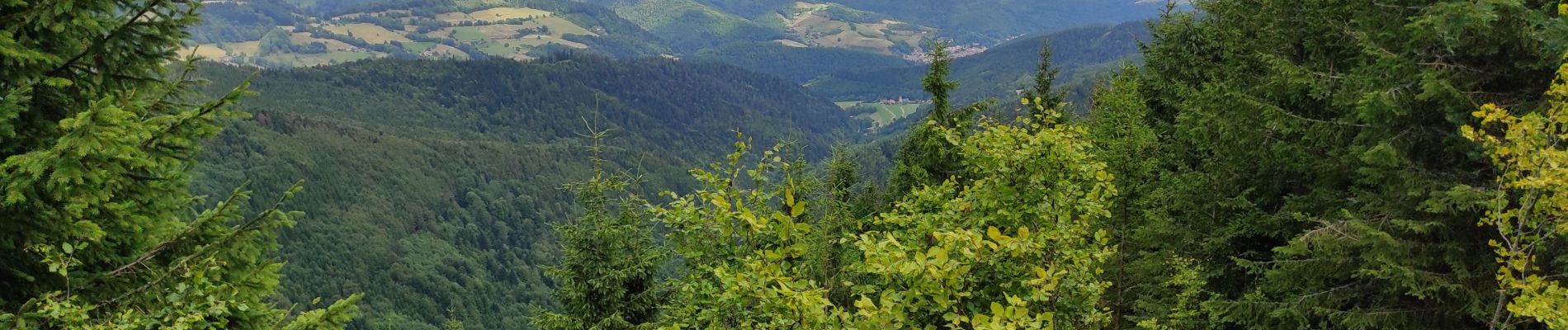 Trail Walking Sainte-Marie-aux-Mines - Bagenelle  - Photo