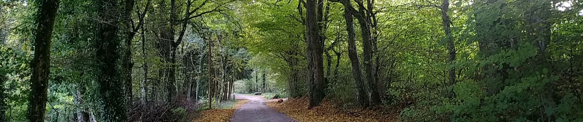 Tour Wandern Sentheim - Lac Seigneurie Soultzbach - Photo