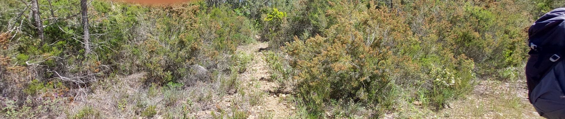 Excursión Senderismo Le Muy - calas Hervé framboisier - Photo