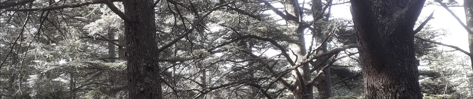 Randonnée Marche Bonnieux - Forêt des cèdres - Photo